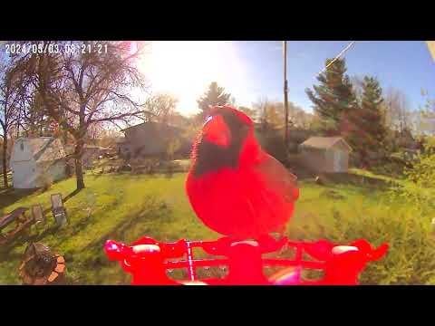 枢機卿の鳥の餌箱のビデオ